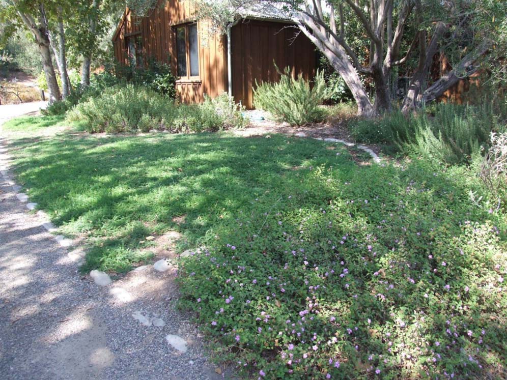 Meadow Look in Suburbia