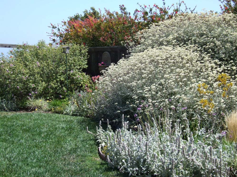 Massive Shrubs for Privacy