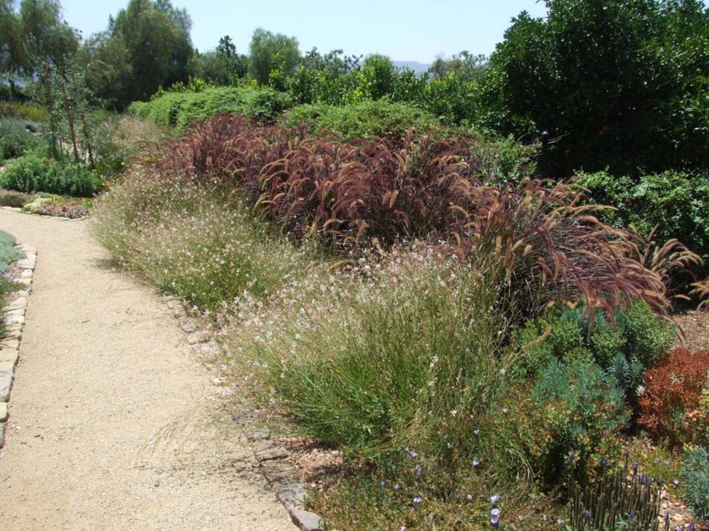 Pennisetum and Friends