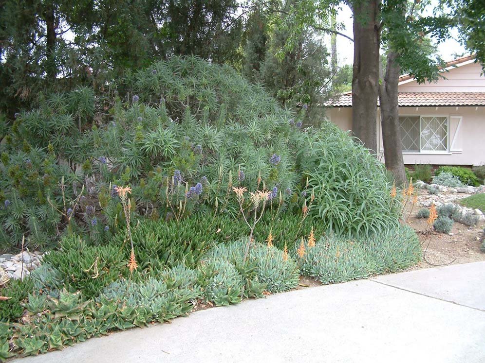 Echium Glory and Friends