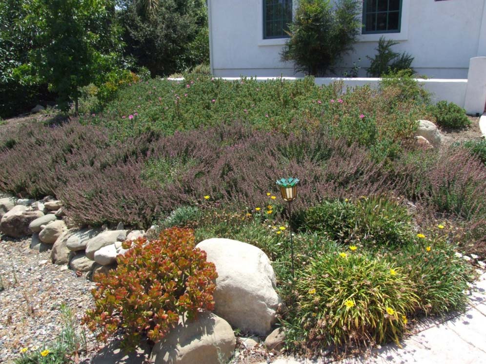 Densely Packed Garden