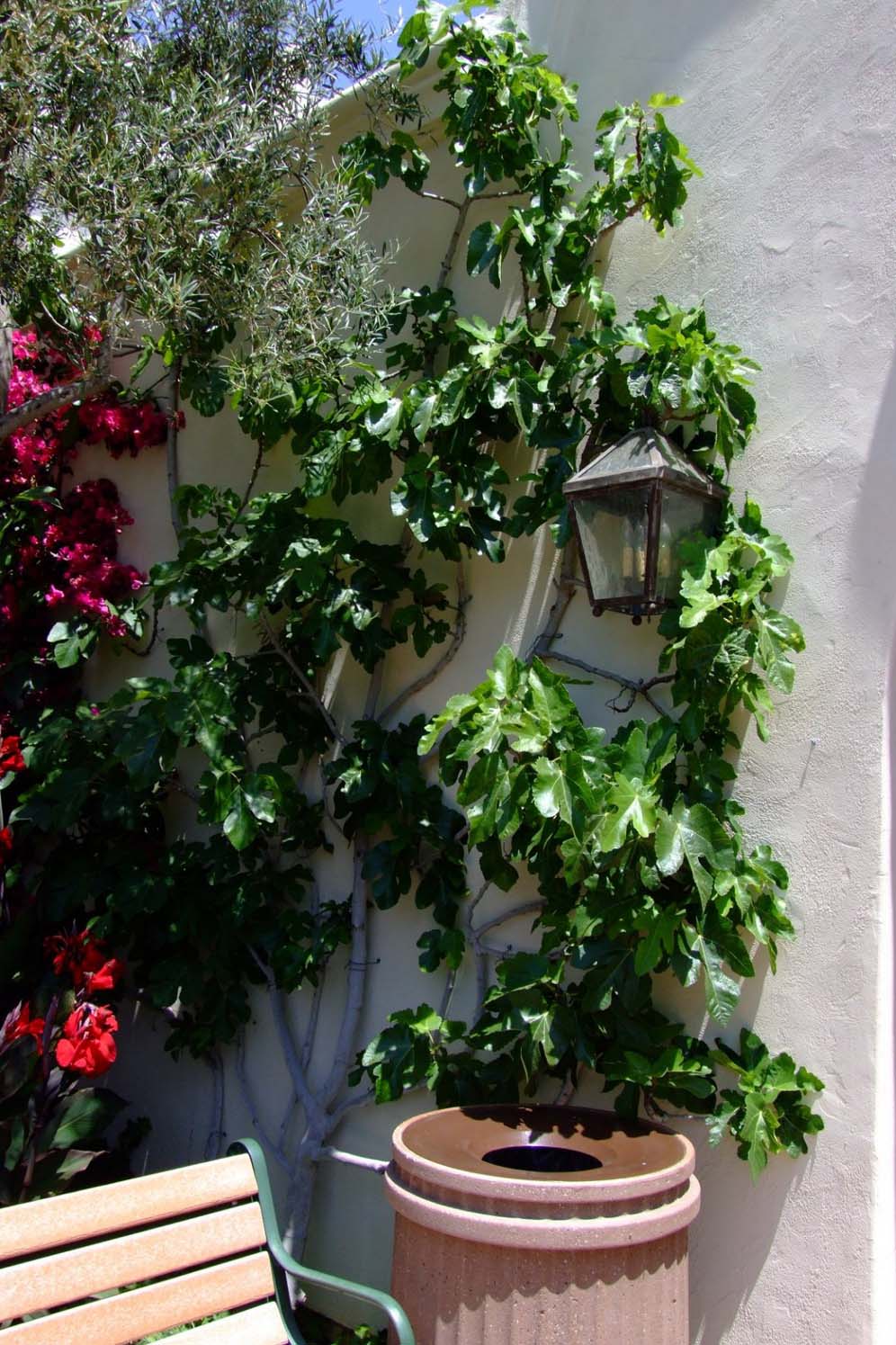 Gardens of the World: Fig Espalier