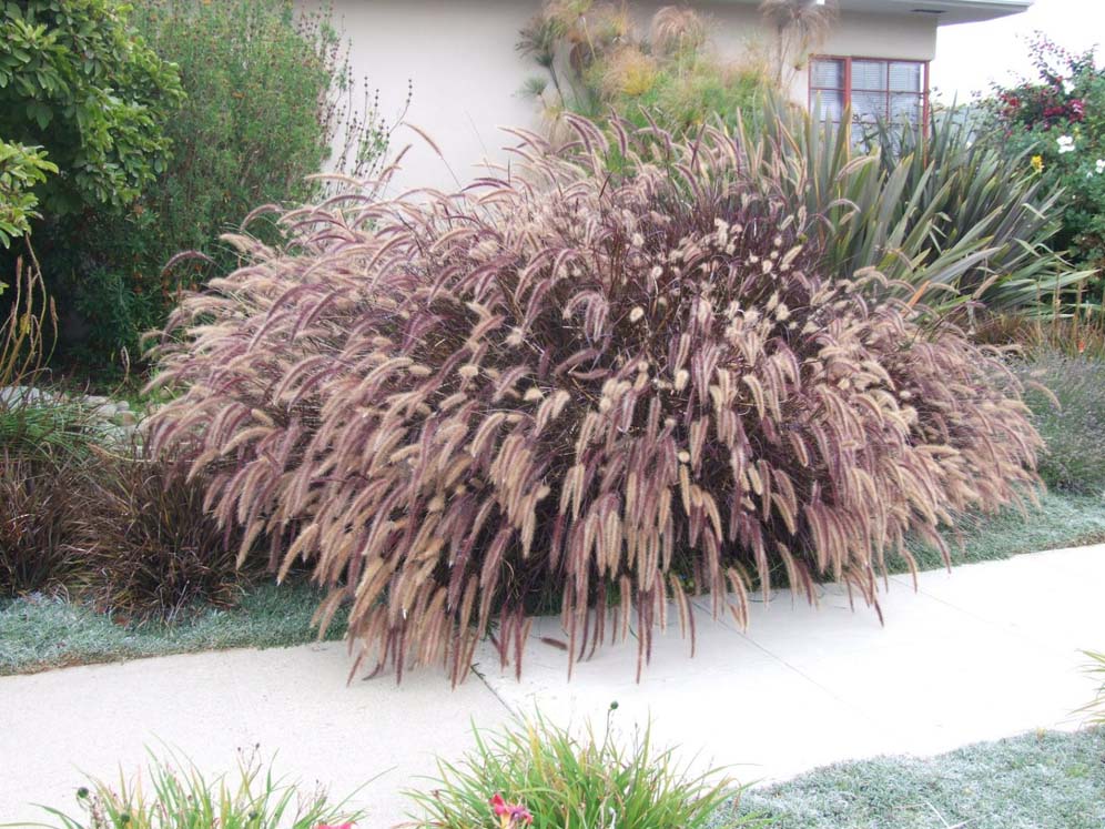 Ornamental Grass Fireworks