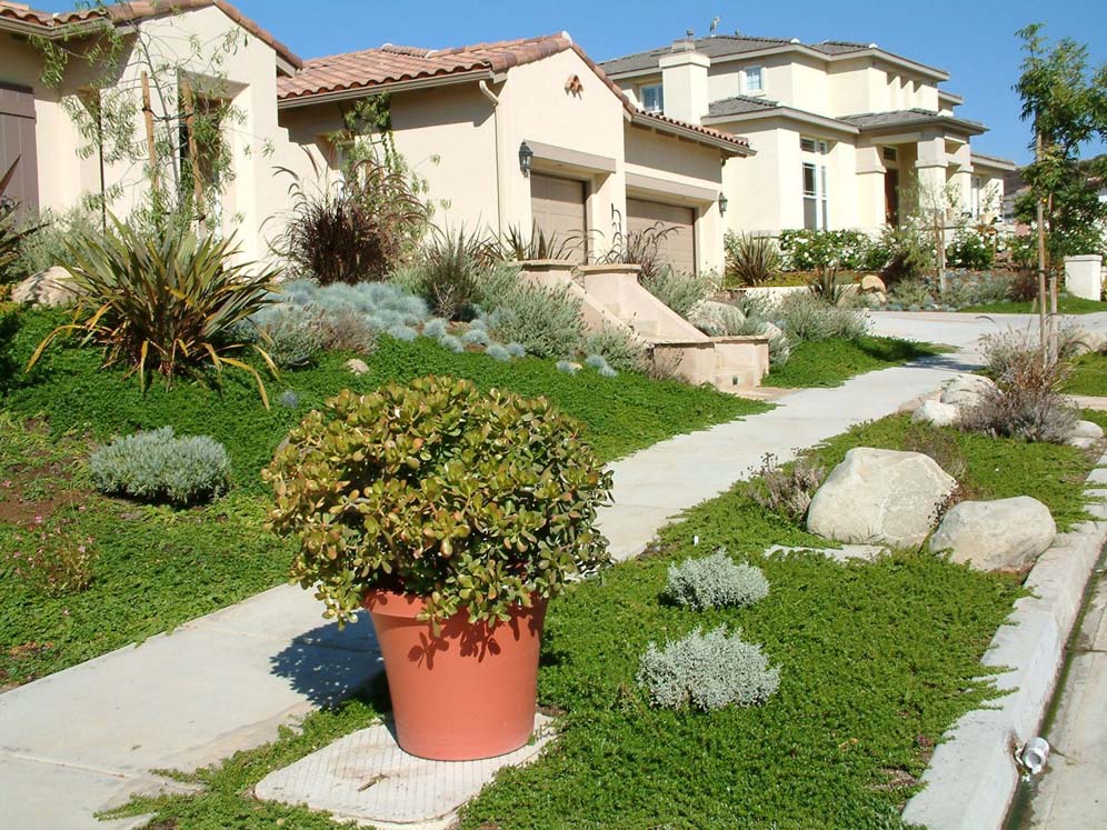 Groundcover Magic