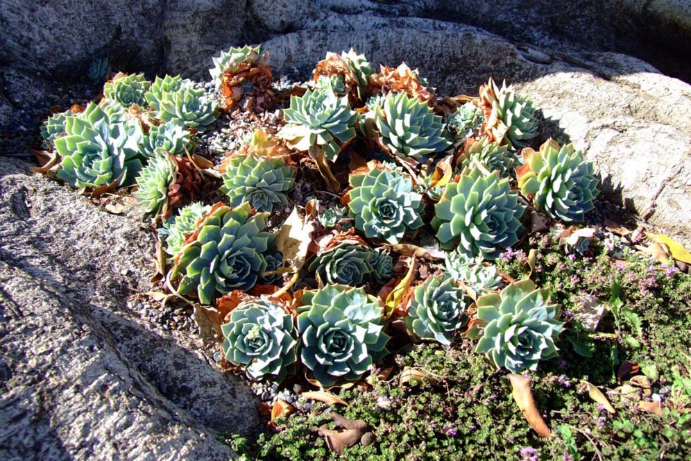Circle of Rosettes