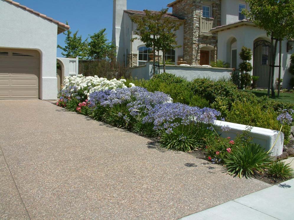 Driveway Welcomed by Agapanthus