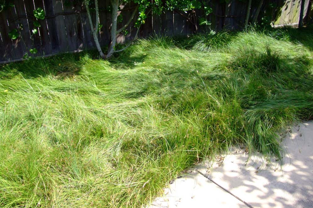 Grassy Green