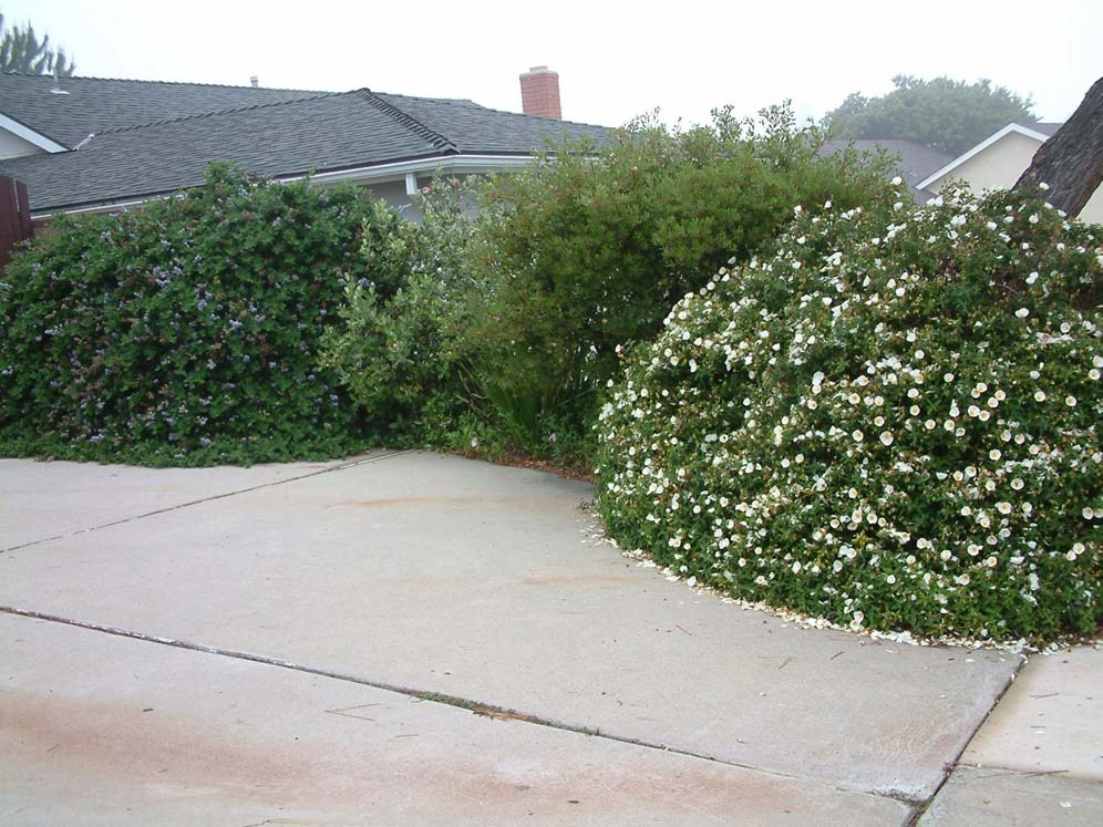 Grand Size Shrub Border