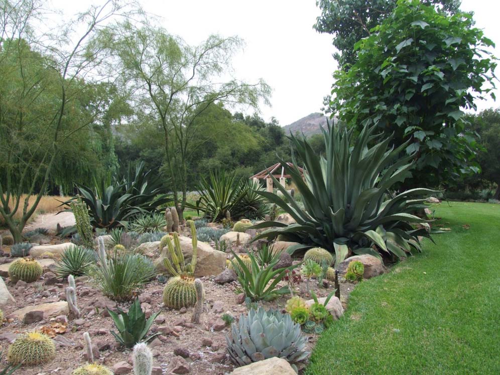 Verdant Desert Garden