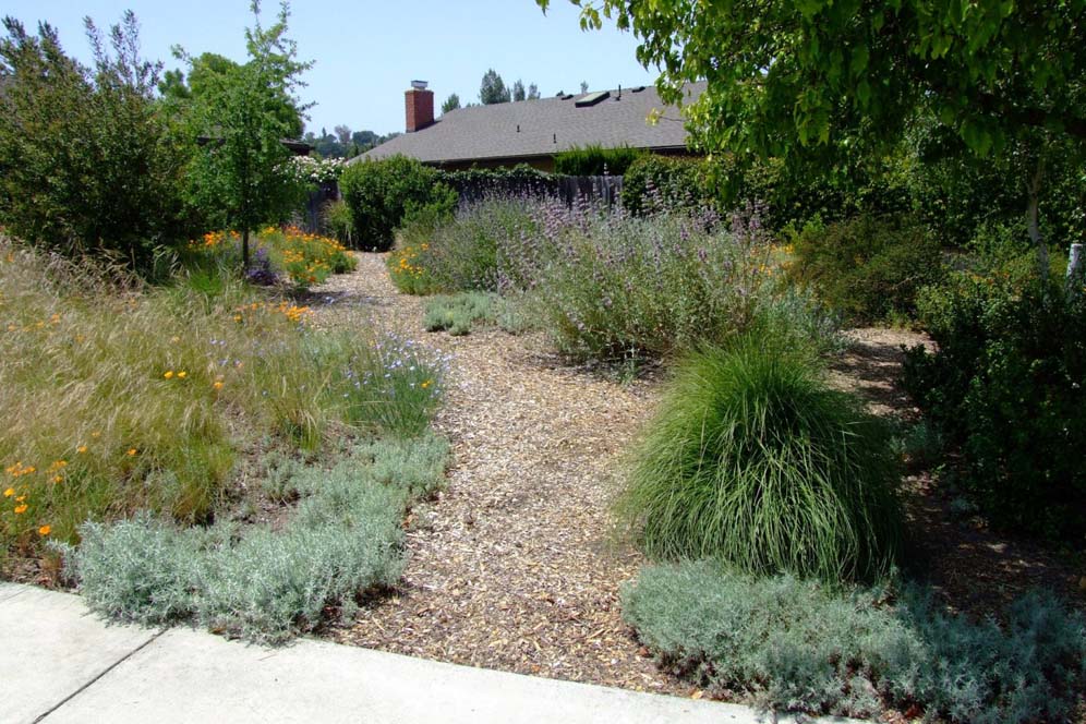 Native Garden Gone Wild
