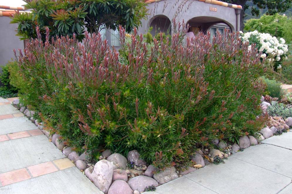 Dense Corner