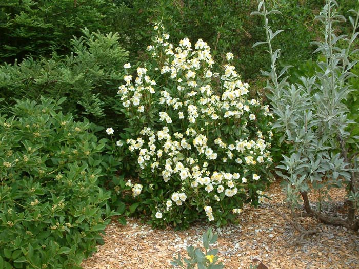 Carpenteria californica