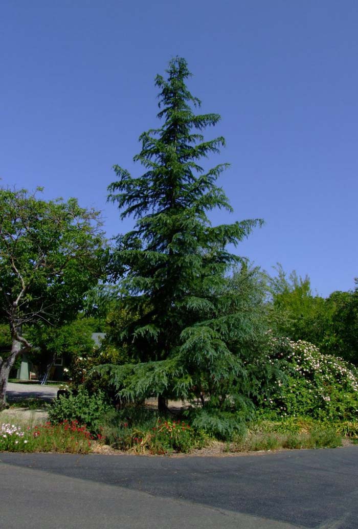 Cedrus deodara
