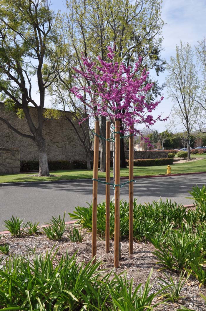Plant photo of: Cercis occidentalis