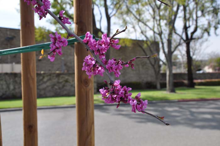 Plant photo of: Cercis occidentalis