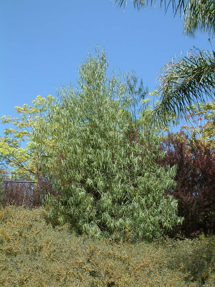 Australian Willow, Wilga