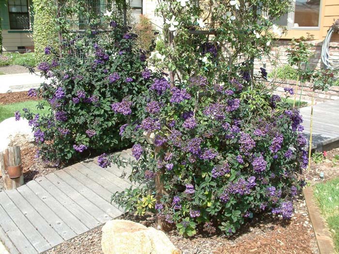 Heliotrope