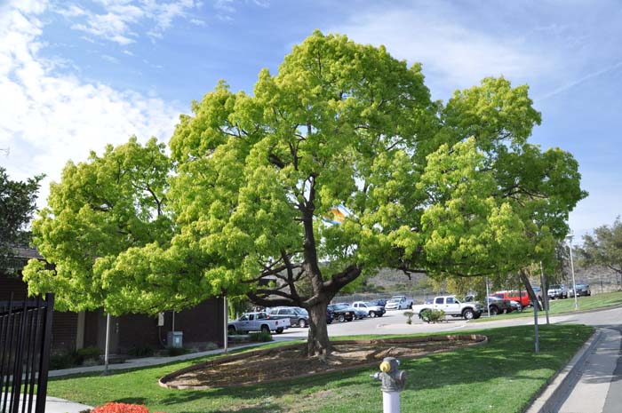 Cinnamomum camphora