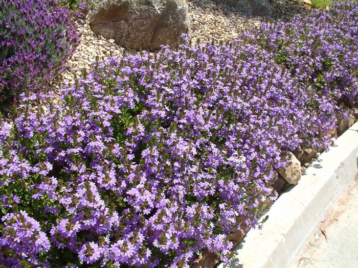 Plant photo of: Scaevola 'Mauve Clusters'