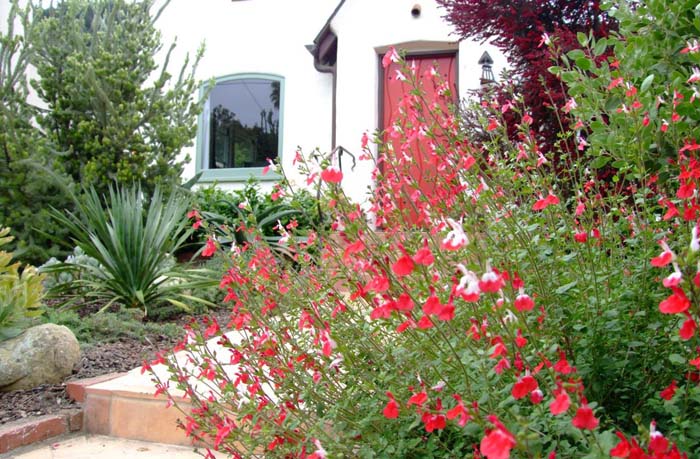 Red Star Autumn Sage