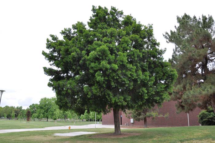Afrocarpus gracilior