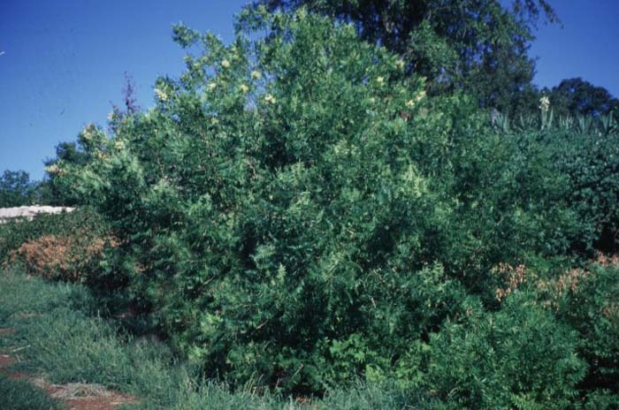 Rhus lanceolata