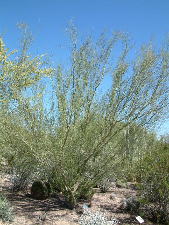 Cercidium microphyllum
