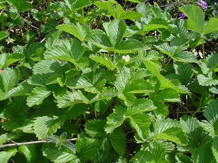 Fragaria vesca californica