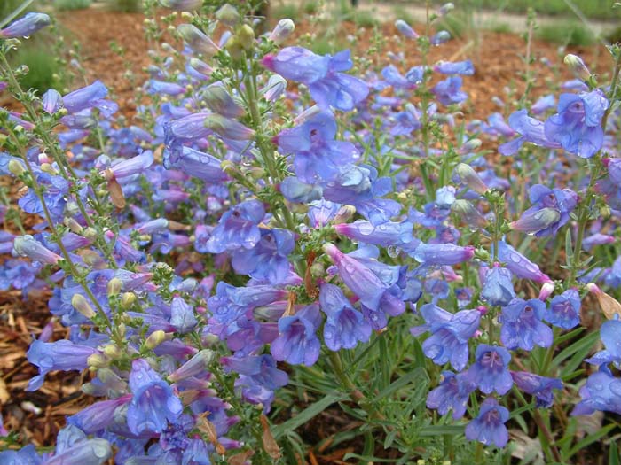 Plant photo of: Penstemon heterophyllus 'Margarita Bop'