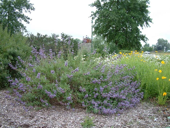 Salvia 'Allen Chickering'