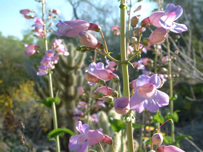 Penstemon spectabilis
