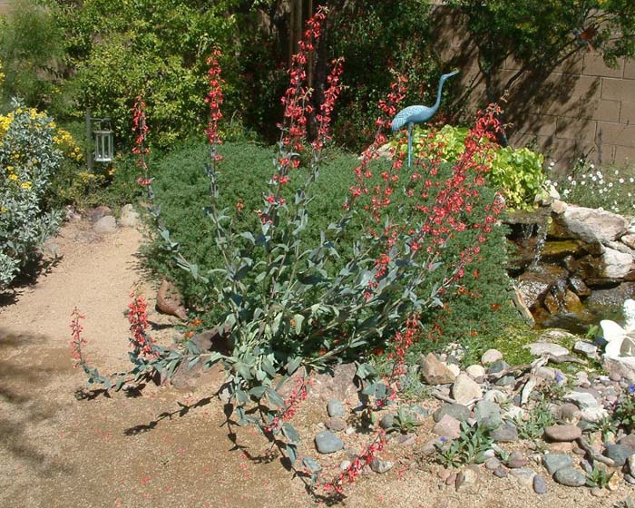 Penstemon superbus