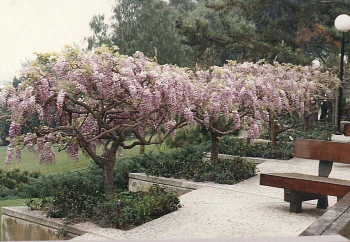 Pink Flower Japanese Wisteria