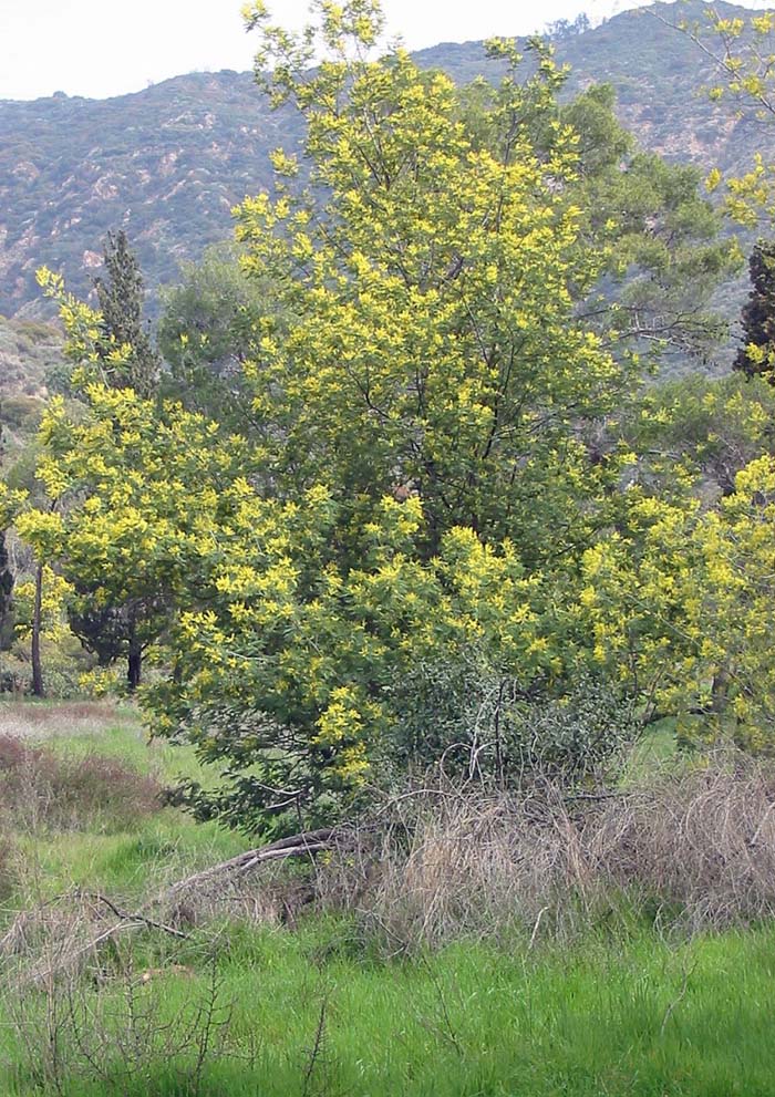 Fearnleaf Acacia