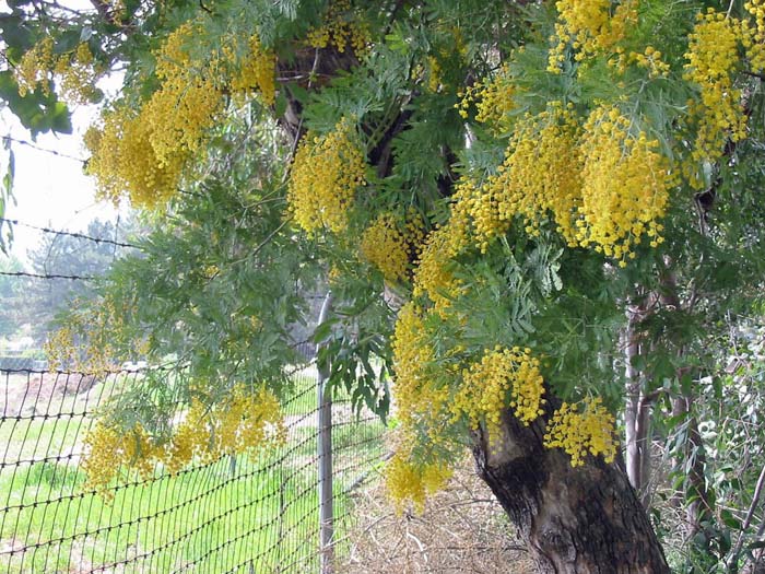 Plant photo of: Acacia baileyana