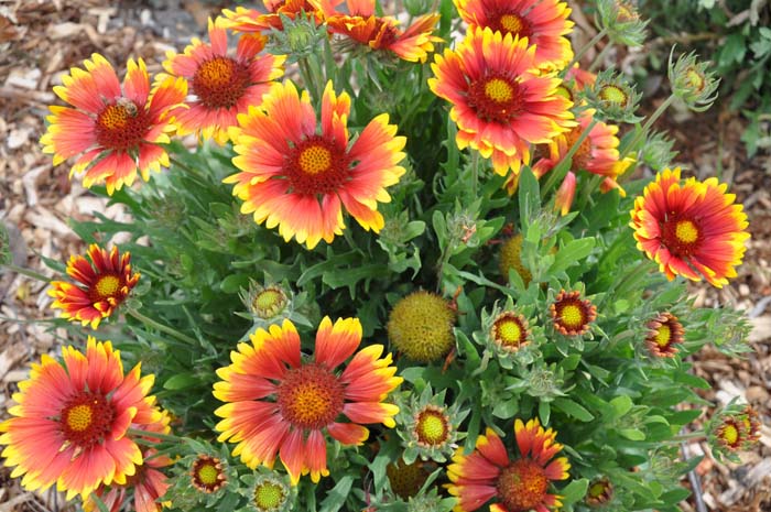 Gaillardia X grandiflora