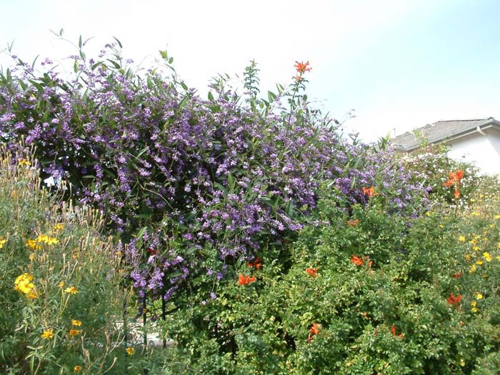 Pink Lilac Vine