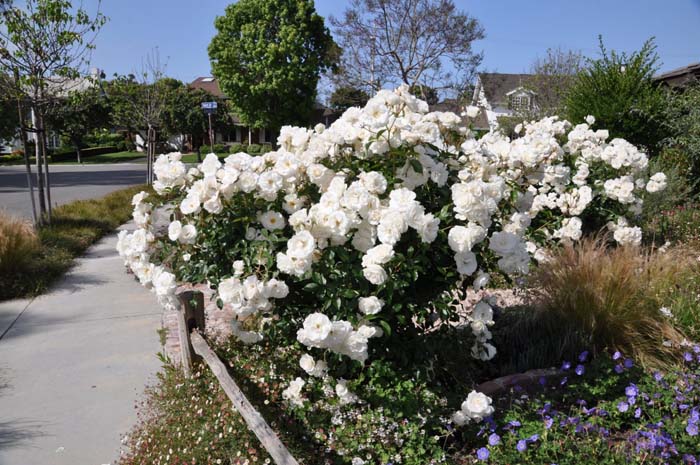 Rosa 'Iceberg'