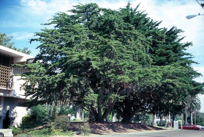 Hesperocyparis macrocarpa