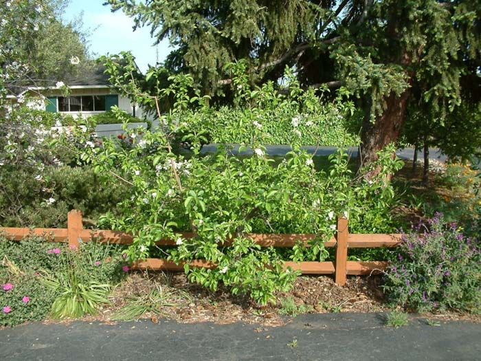 Malus pumila