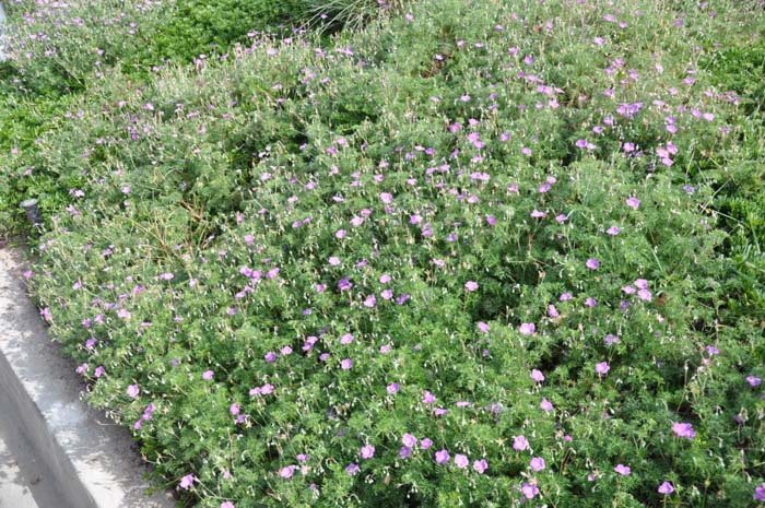Bloody Cranesbill
