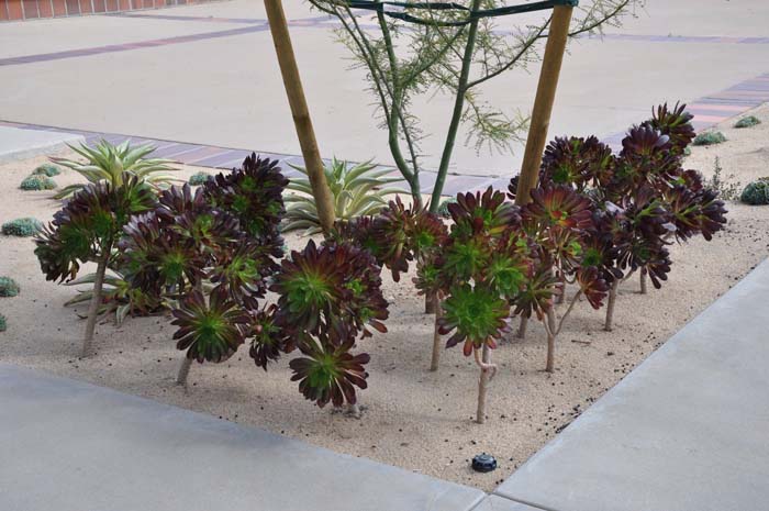 Aeonium arboreum 'Jack Catlin'