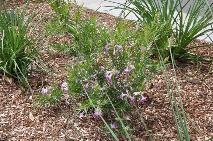 Chilopsis linearis 'Monhews'