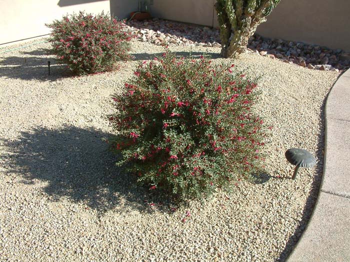 Eremophila maculata 'Valentine'