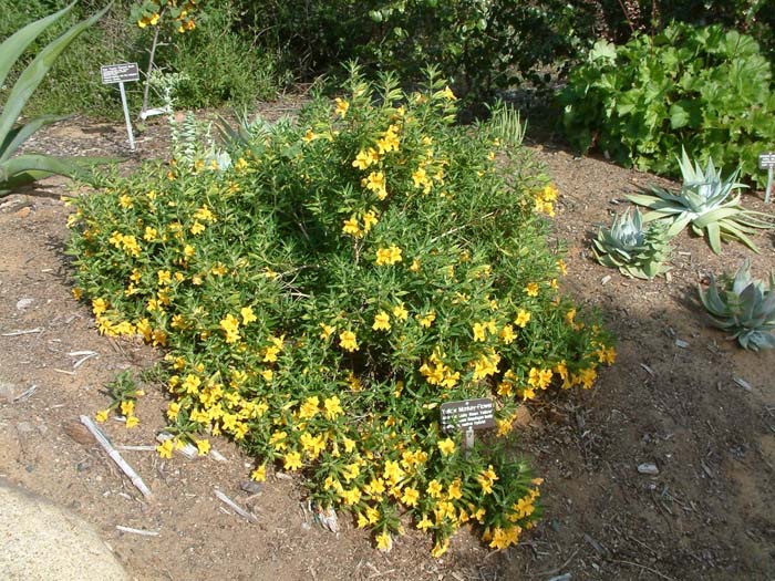 Mimulus 'Jelly Bean Yellow'