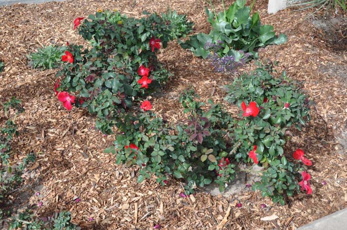Rosa ?WEKPhom' P.P.A.F.