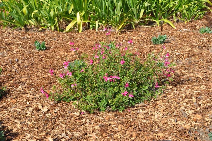 Salvia microphylla 'Berzerkeley'