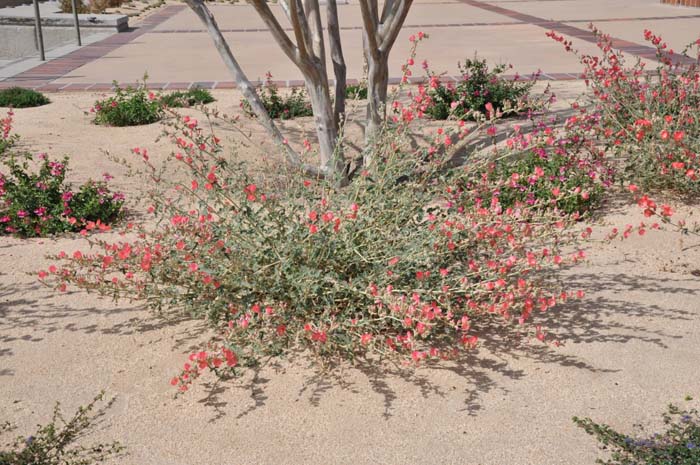 Sphaeralcea ambigua 'Louis Hamilton'