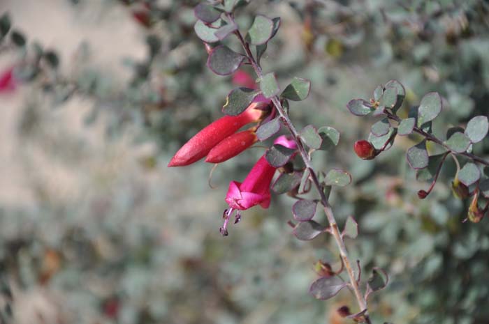Plant photo of: Zauschneria californica ?Ghostly Red'