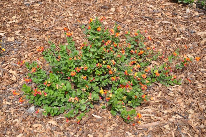 Chorizema 'Bush Flame'